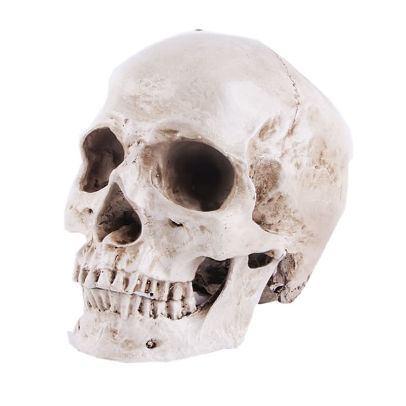 Resin decor, mannequin head, skull, training, halloween, festival props, graduation party 1