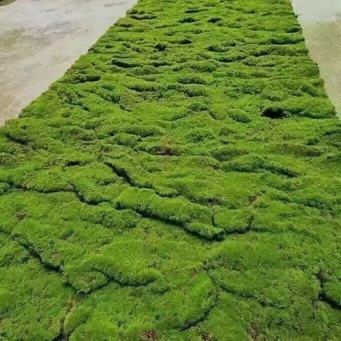 Realistic long carpet, resin decor, decorative flowers 4