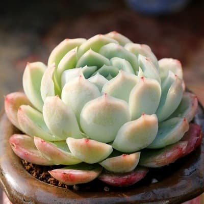 The base produces self -selling succulent plants wholesale small fleshy flower combination potted meat plant raw stone flower jade dew 3