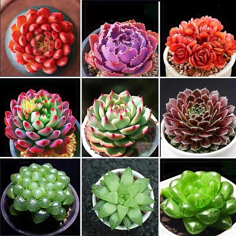 The base produces self -selling succulent plants wholesale small fleshy flower combination potted meat plant raw stone flower jade dew 1