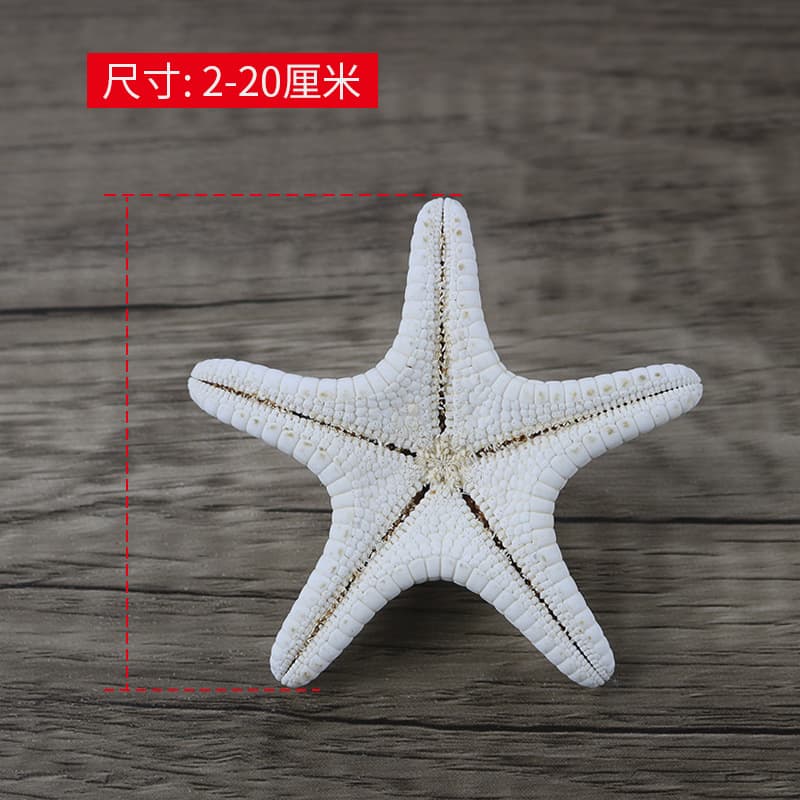 Natural Conch shell steamed buns Five -finger Overlord Sea Star Mediterranean Terrace Decoration Patch Wall Launch Favorites Wholesale 4