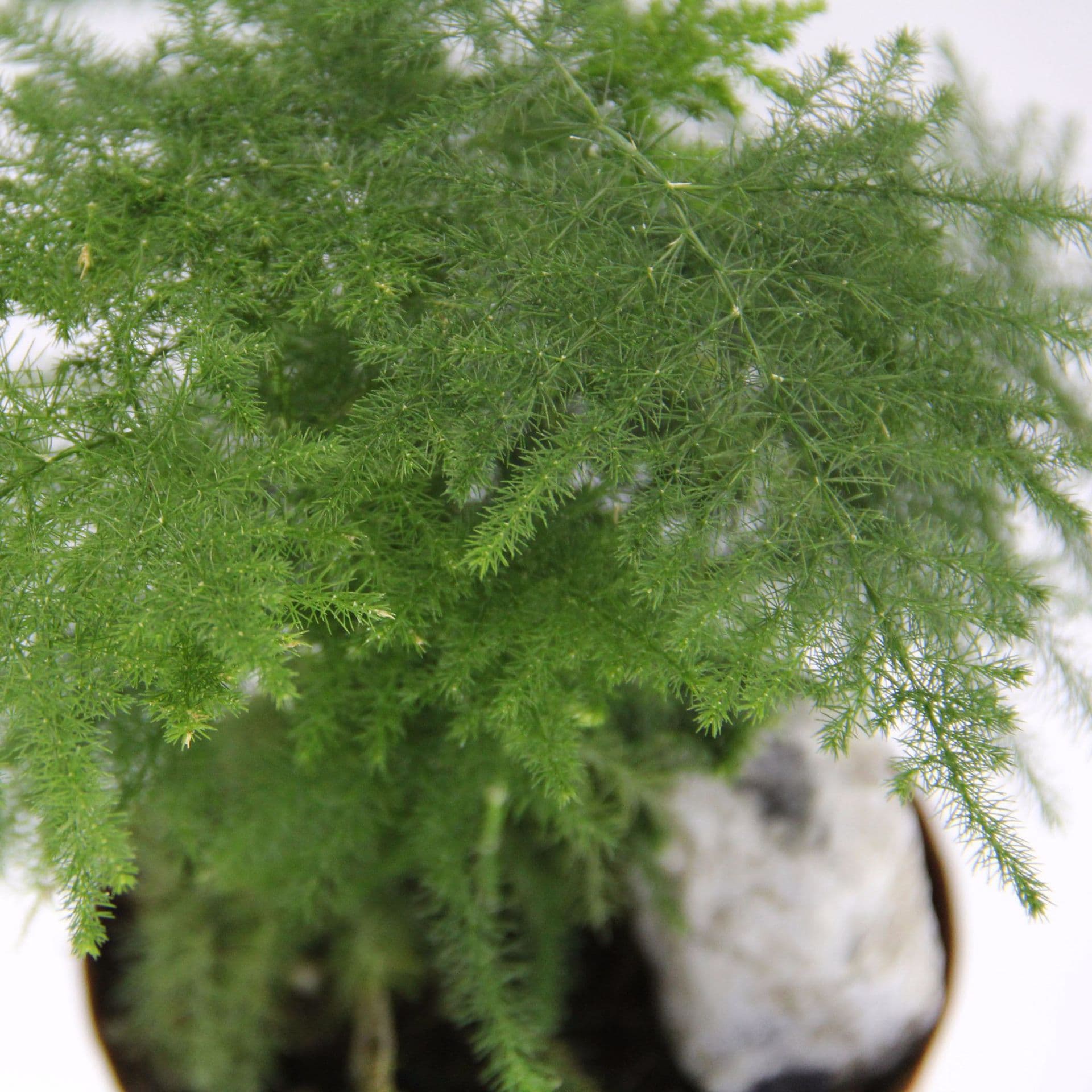 Direct sales of direct sales, wholesale green planting potted, micro -landscape background Plant bamboo 90 mini plant flower potted plants 4
