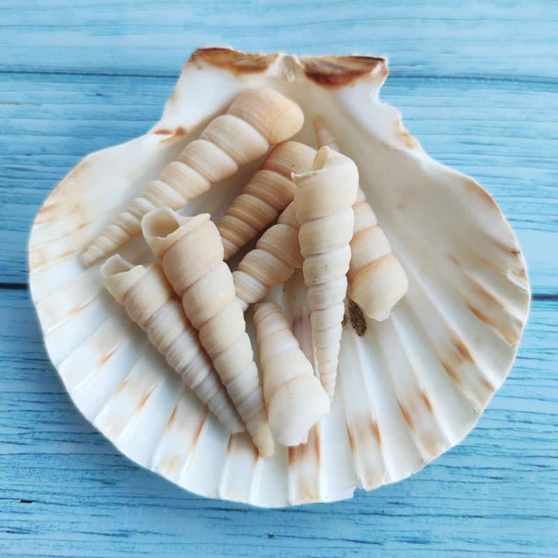 Home Decoration Decrease Promotion Natural Conch shell Special off -quality Aquarium decorative fish tank bottom decoration cone screw 3