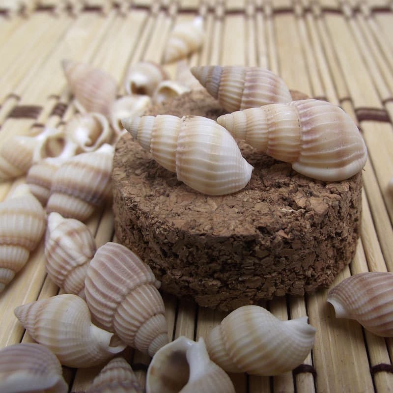 Light striped snail, small yellow rice snail, home decoration, natural conch shell quality aquarium decoration, ornament collection 3