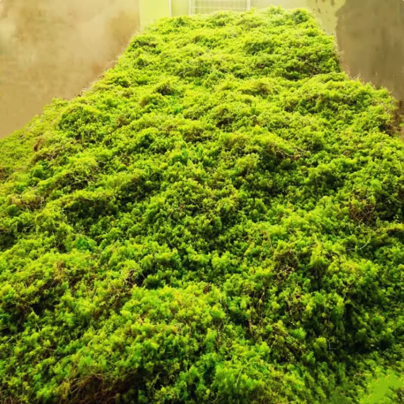 Artificial Moss Cao Puppet Gaogan Drum Bud Plant Moss Wedding Wall Wall Botanical Wall Garden Micro Landscape Soft Design 1