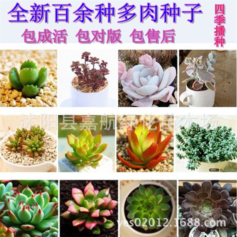 Germany KK succulent potted flower scenery, fleshy plant seeds, succulent plants, radiation -proof succulent seeds 2