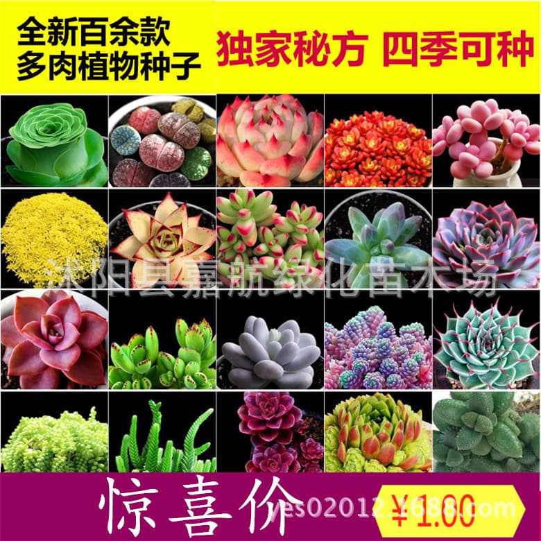 Germany KK succulent potted flower scenery, fleshy plant seeds, succulent plants, radiation -proof succulent seeds 3