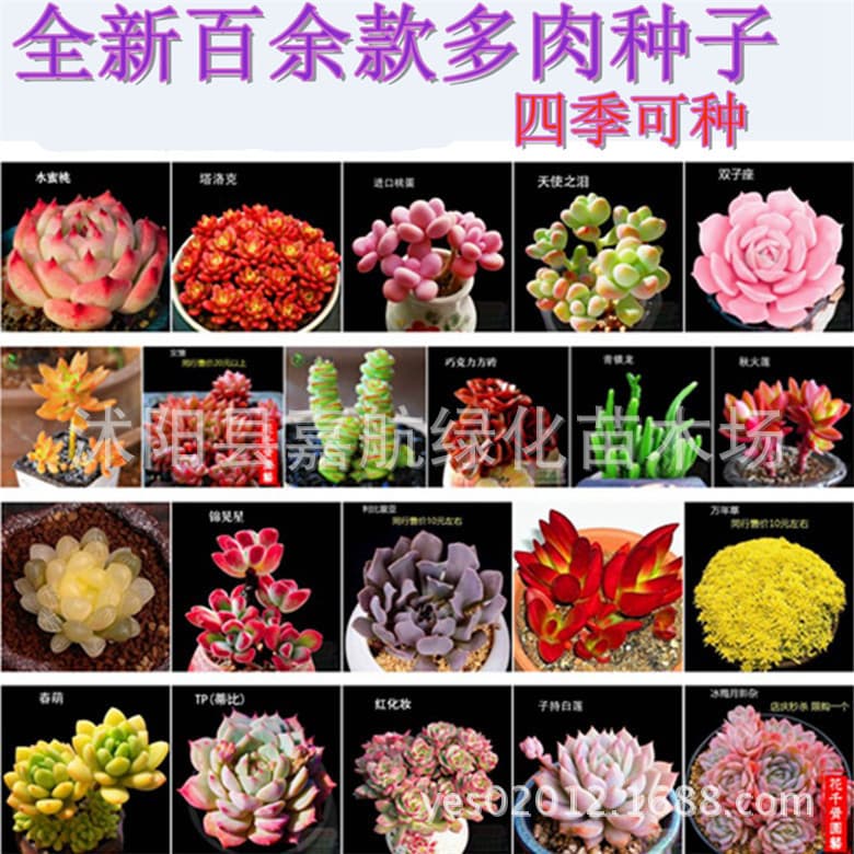 Germany KK succulent potted flower scenery, fleshy plant seeds, succulent plants, radiation -proof succulent seeds 4