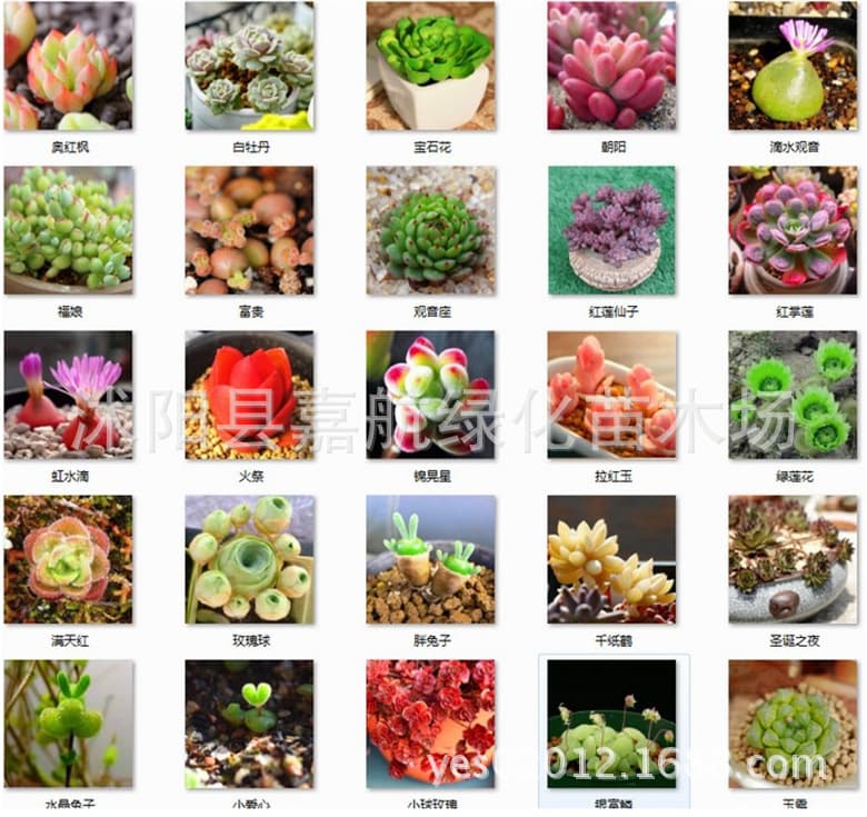 Germany KK succulent potted flower scenery, fleshy plant seeds, succulent plants, radiation -proof succulent seeds 5