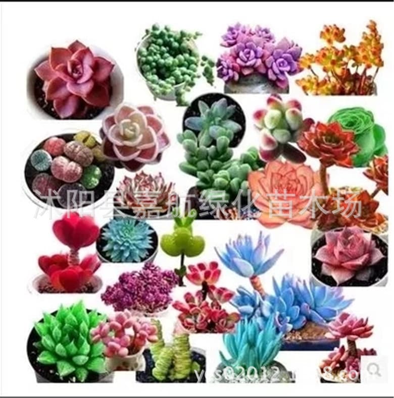 Germany KK succulent potted flower scenery, fleshy plant seeds, succulent plants, radiation -proof succulent seeds 1