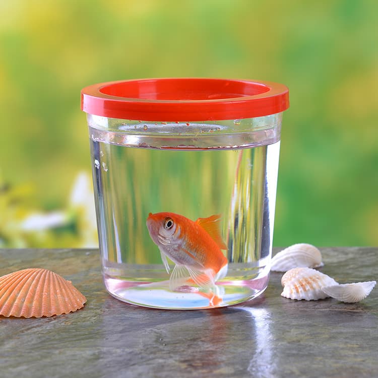Wholesale thickened Douyu Cup Site Cup Eco -ornamental Fish Shipping Cup Cup Plastic Fish Tank Turtle Turin Turtle Tank 2