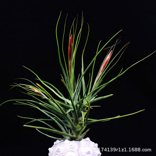 Air Tielan Wholesale Amber Air Grass Viewing Flower Flower Flower Flower Flowers No Earth Plants 3