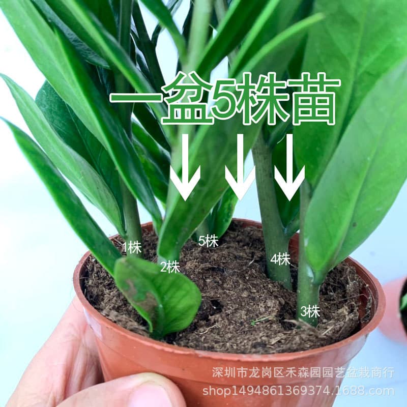 Wholesale 90#Money Tree shakes the cash cowhrical potted green plant flowers and green wall office plant suction formaldehyde flowers 2