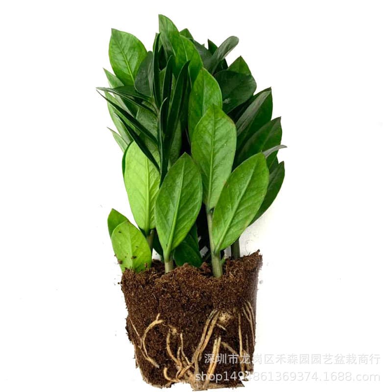 Wholesale 90#Money Tree shakes the cash cowhrical potted green plant flowers and green wall office plant suction formaldehyde flowers 3