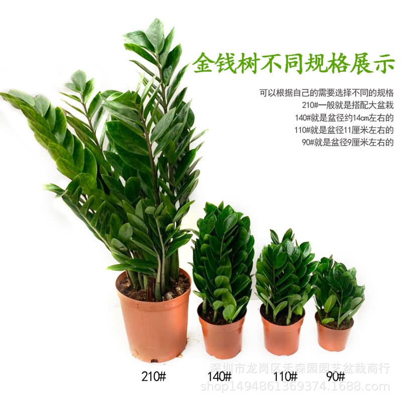 Wholesale 90#Money Tree shakes the cash cowhrical potted green plant flowers and green wall office plant suction formaldehyde flowers 4