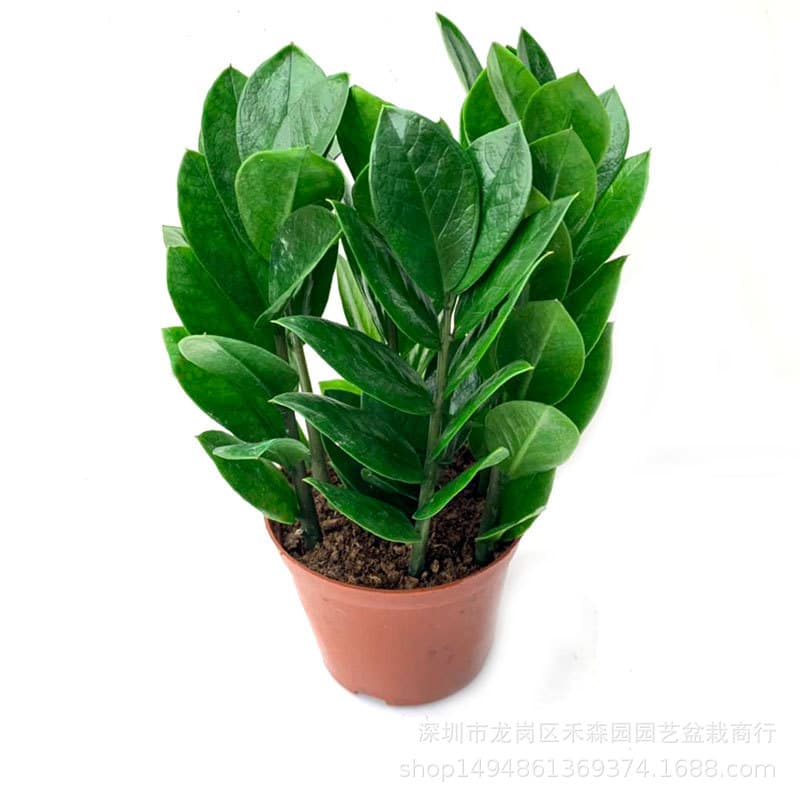 Wholesale 90#Money Tree shakes the cash cowhrical potted green plant flowers and green wall office plant suction formaldehyde flowers 5