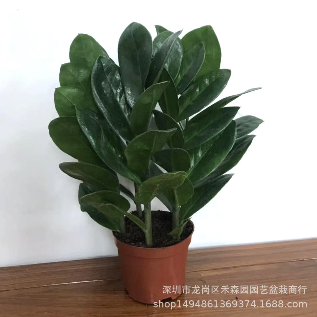 Wholesale 90#Money Tree shakes the cash cowhrical potted green plant flowers and green wall office plant suction formaldehyde flowers 1