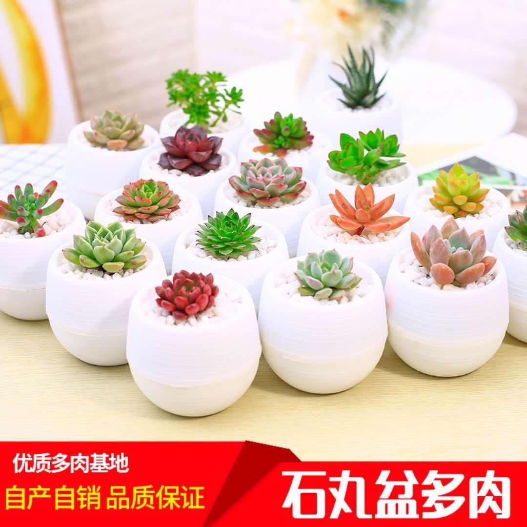 Succulent plants wholesale and succulent flower combination potted meat plant raw stone flower jade dew base is self -produced 3