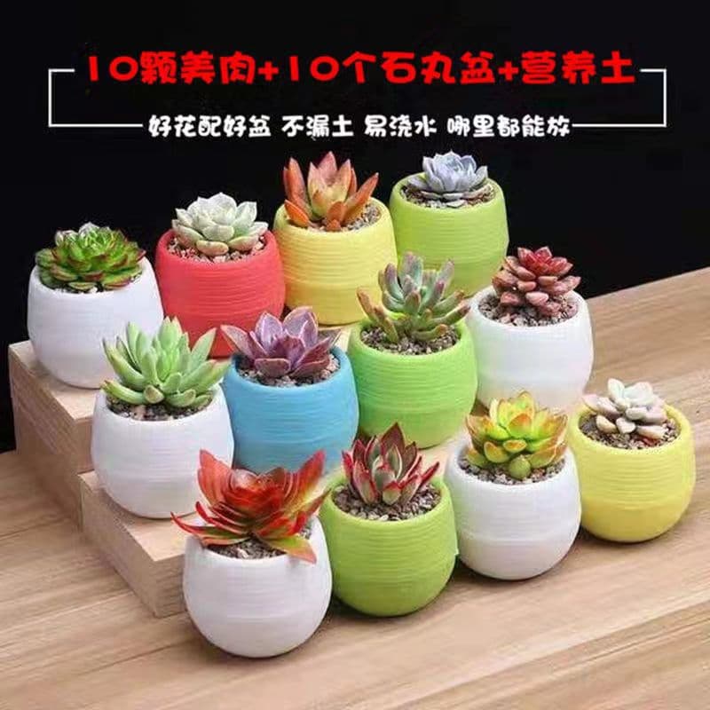 Succulent plants wholesale and succulent flower combination potted meat plant raw stone flower jade dew base is self -produced 4