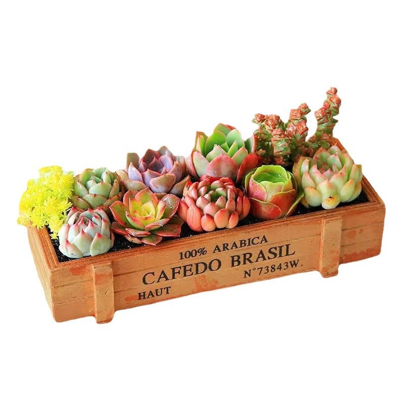 Succulent plants wholesale and succulent flower combination potted meat plant raw stone flower jade dew base is self -produced 5