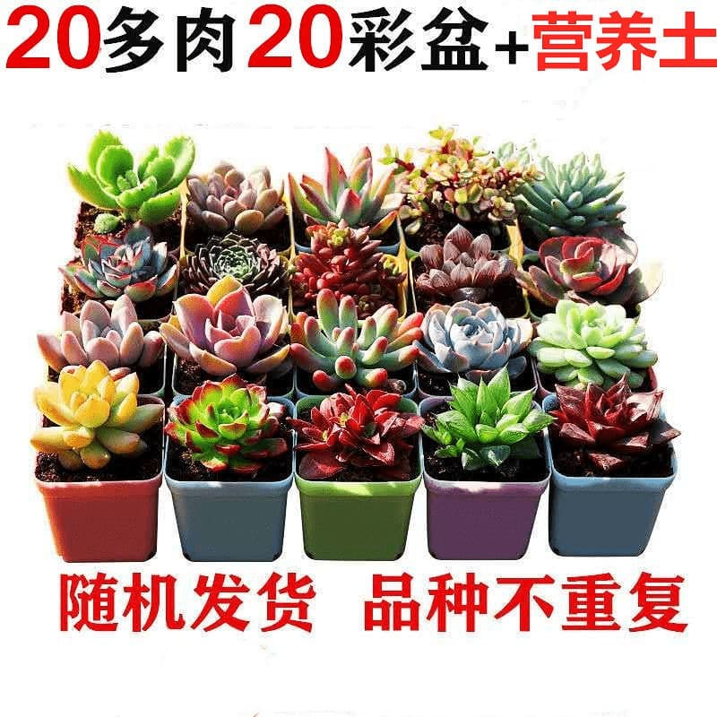 Succulent plants wholesale and succulent flower combination potted meat plant raw stone flower jade dew base is self -produced 6