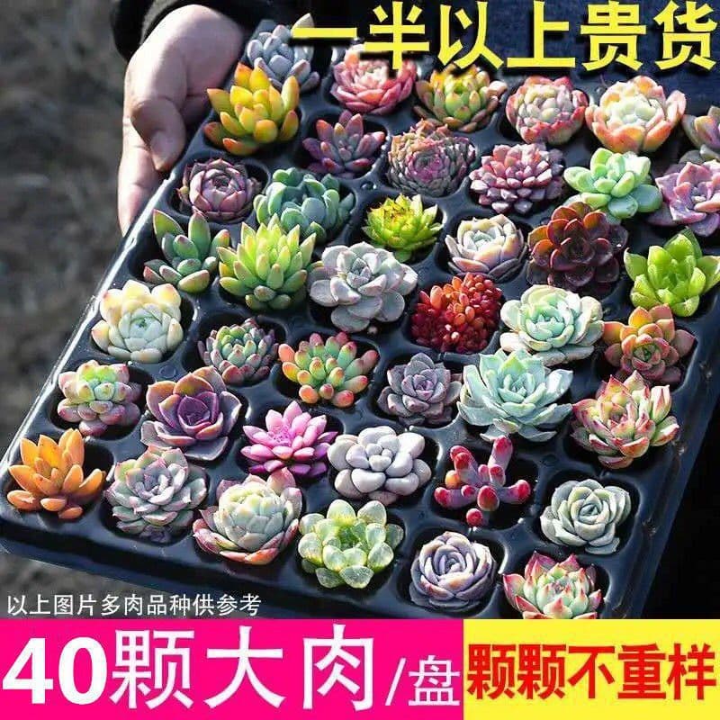 Succulent plants wholesale and succulent flower combination potted meat plant raw stone flower jade dew base is self -produced 7