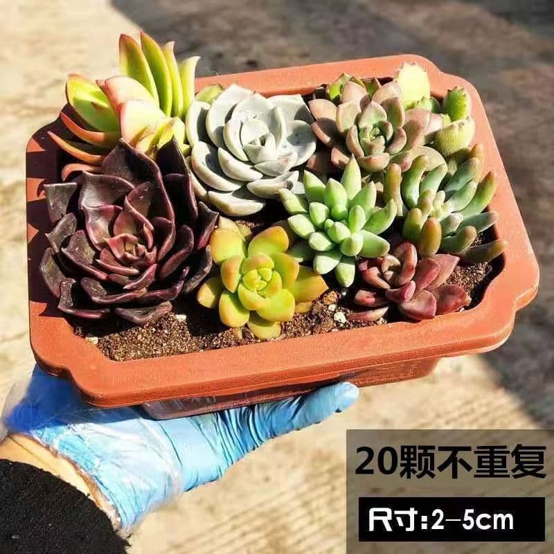 Succulent plants wholesale and succulent flower combination potted meat plant raw stone flower jade dew base is self -produced 8