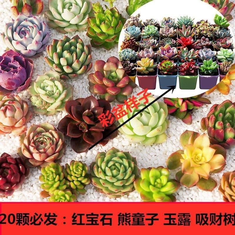 Succulent plants wholesale and succulent flower combination potted meat plant raw stone flower jade dew base is self -produced 9