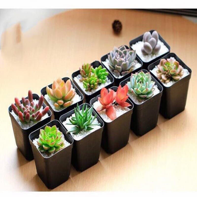 Succulent plants wholesale and succulent flower combination potted meat plant raw stone flower jade dew base is self -produced 10