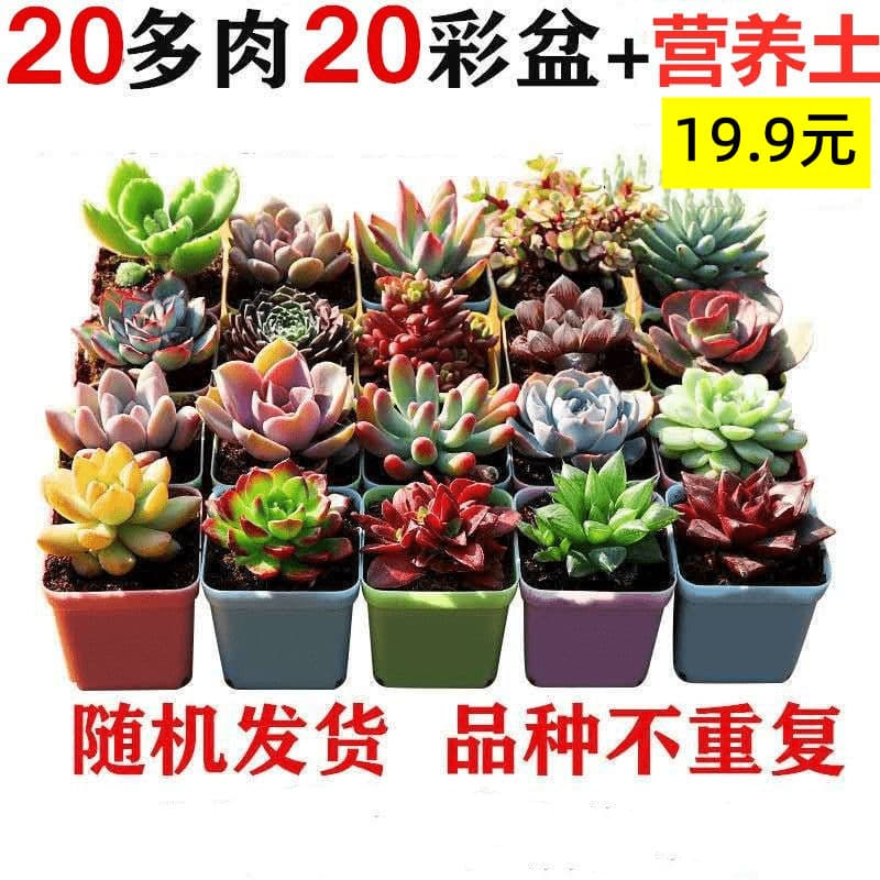 Succulent plants wholesale and succulent flower combination potted meat plant raw stone flower jade dew base is self -produced 1