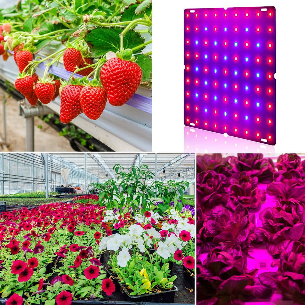 Humble LED Quantum Plant Lamp with Comfortable Light Spectrum 5