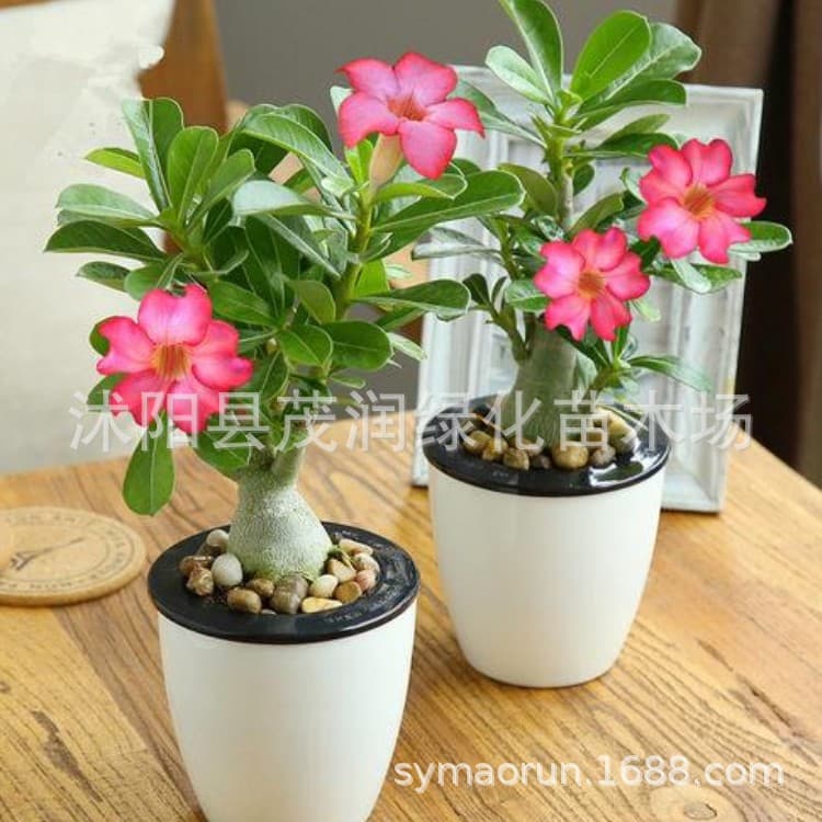Garden flower desert rose room desktop green plants small potted flowers and plants 2