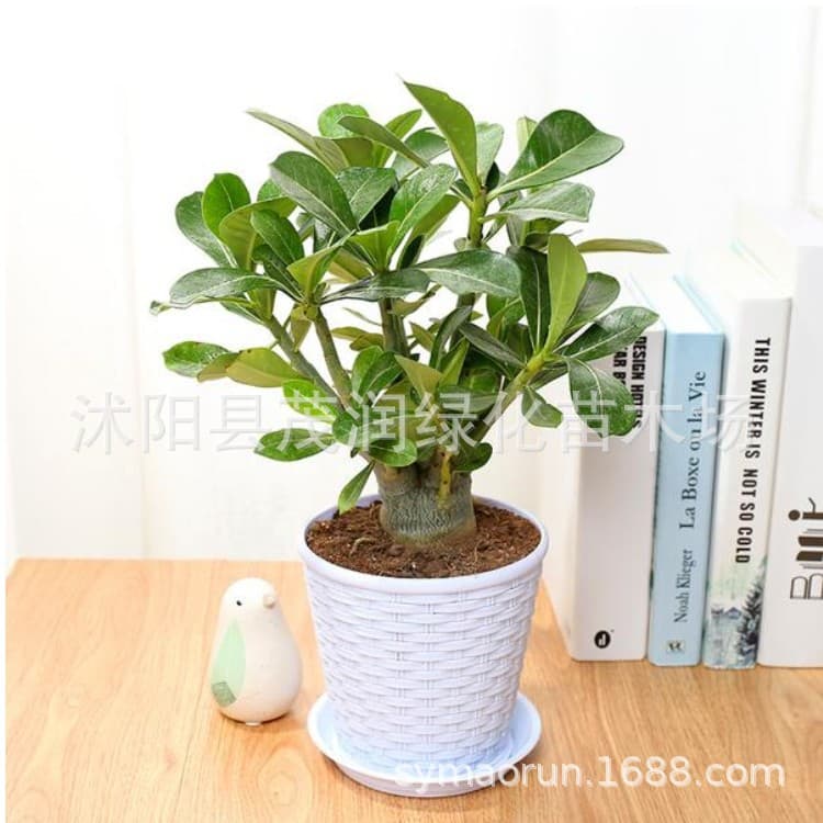 Garden flower desert rose room desktop green plants small potted flowers and plants 3