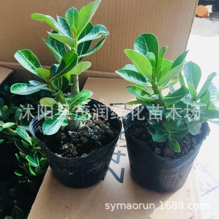 Garden flower desert rose room desktop green plants small potted flowers and plants 4