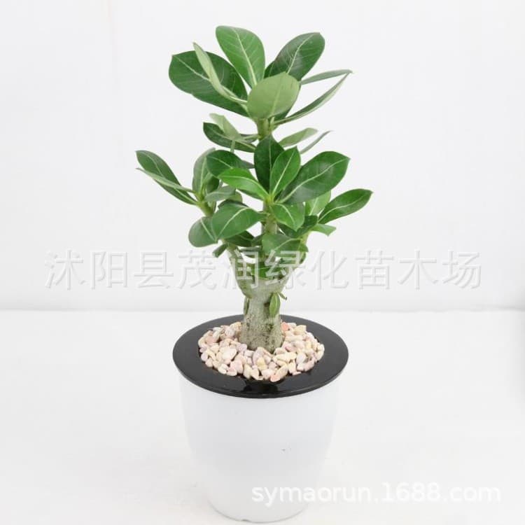 Garden flower desert rose room desktop green plants small potted flowers and plants 5