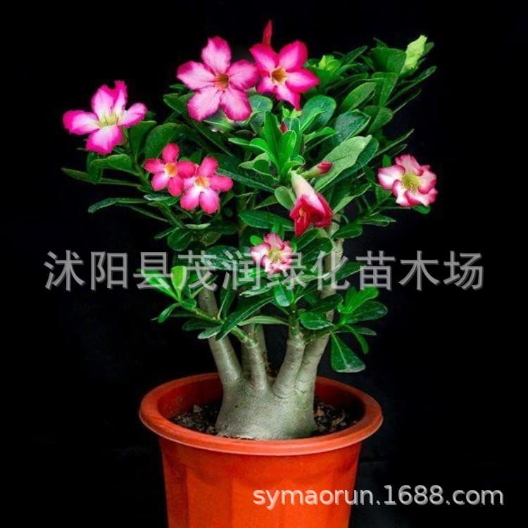 Garden flower desert rose room desktop green plants small potted flowers and plants 1