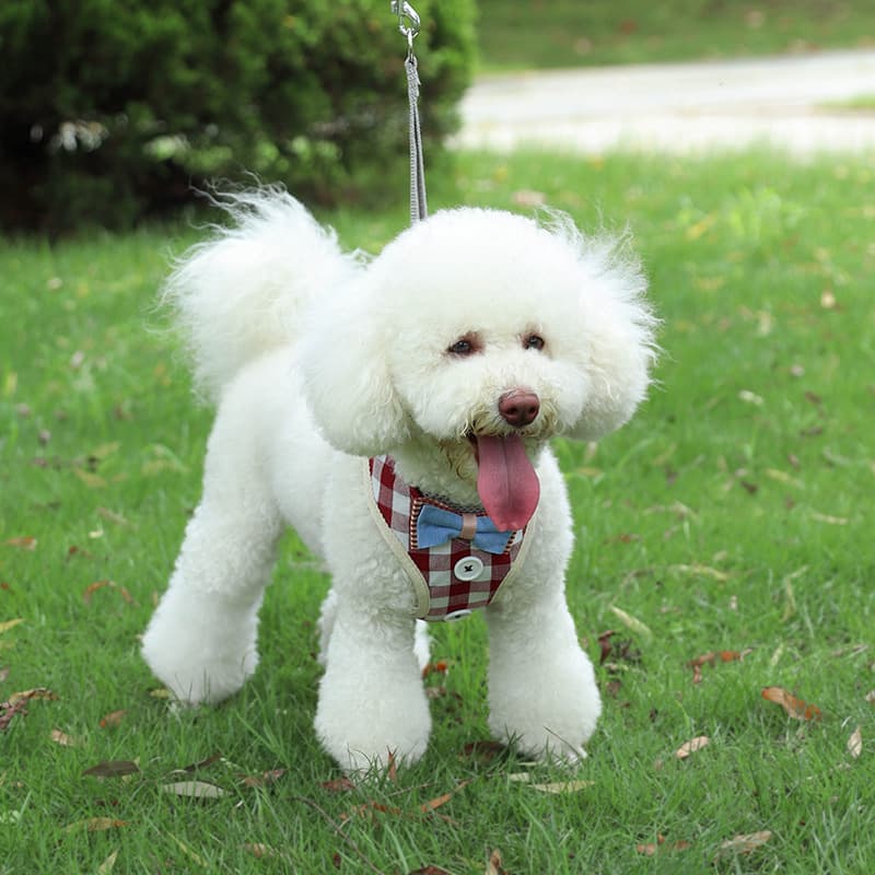 Anti-breaking dog chest strap Teddy Pomeranian dog leash out walking dog leash adjustable dog leash 2