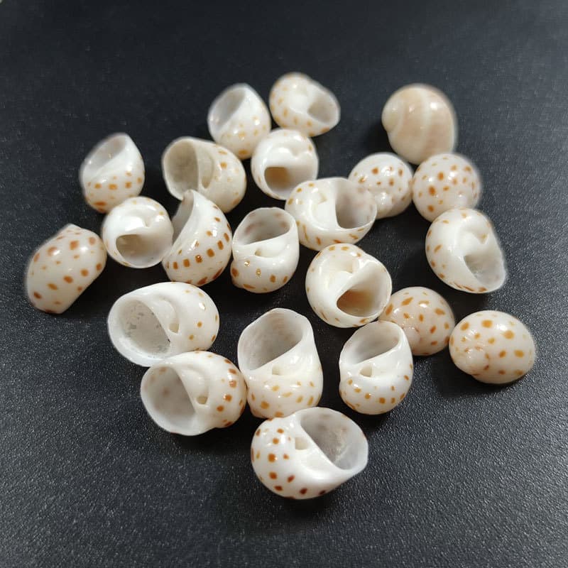 Small flower spot snails, hermit crab shells, handmade DIY specimens, various works of art, good collection of conchs