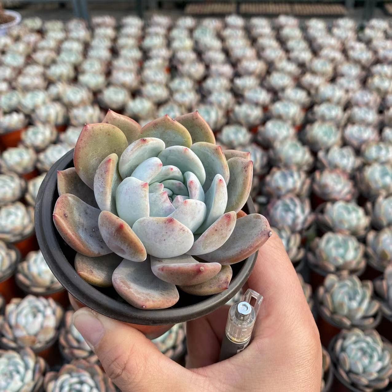 Tiger ear grass potted gold silk lotus leaf seedlings viewing flowers plant tiger earlite pill medicine hanging money 3