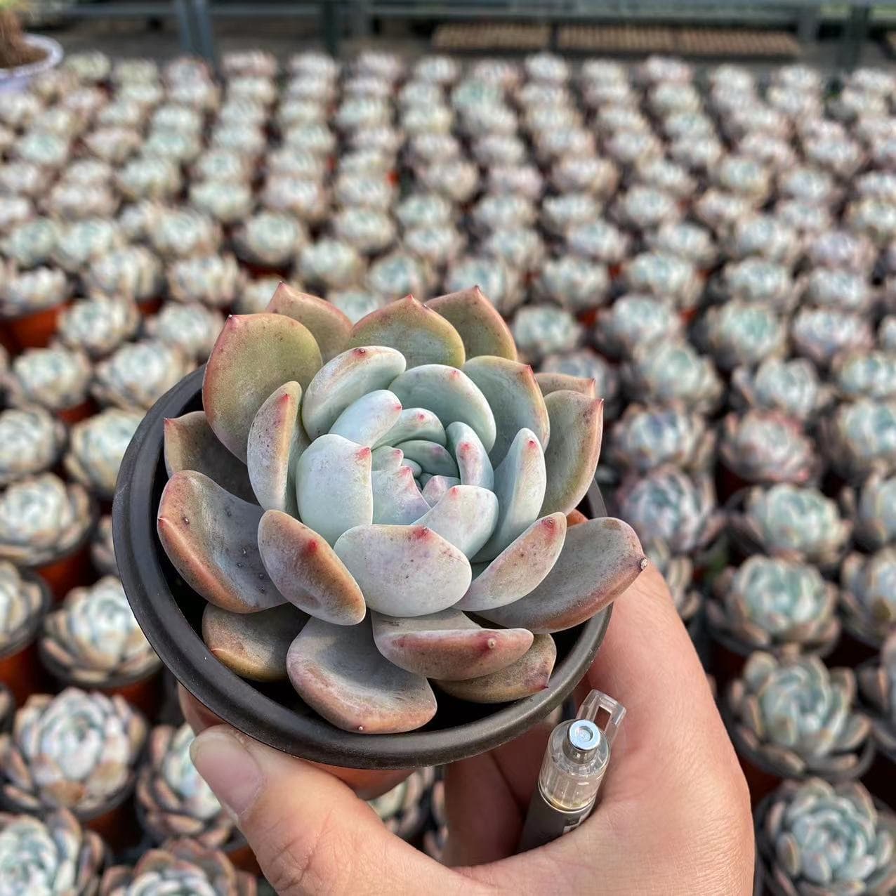 Tiger ear grass potted gold silk lotus leaf seedlings viewing flowers plant tiger earlite pill medicine hanging money 4