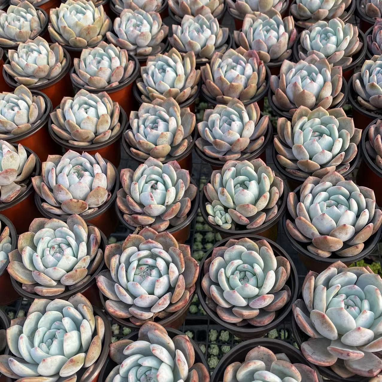 Tiger ear grass potted gold silk lotus leaf seedlings viewing flowers plant tiger earlite pill medicine hanging money 5