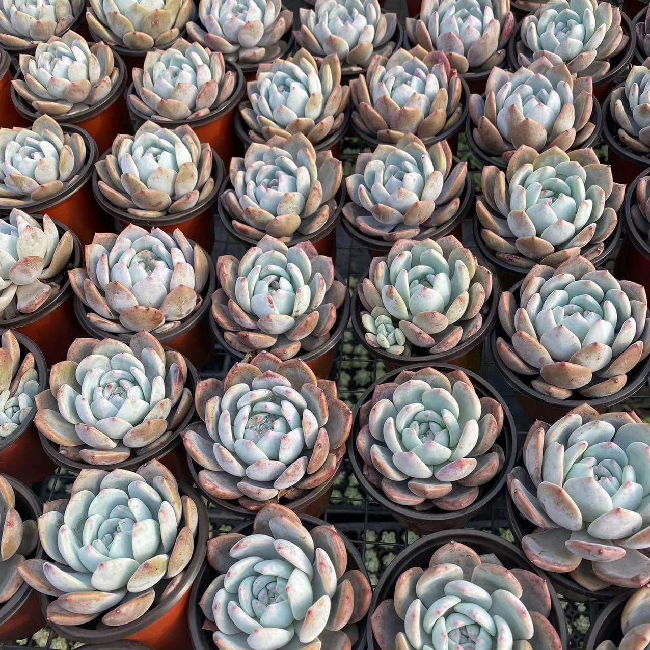Tiger ear grass potted gold silk lotus leaf seedlings viewing flowers plant tiger earlite pill medicine hanging money 1