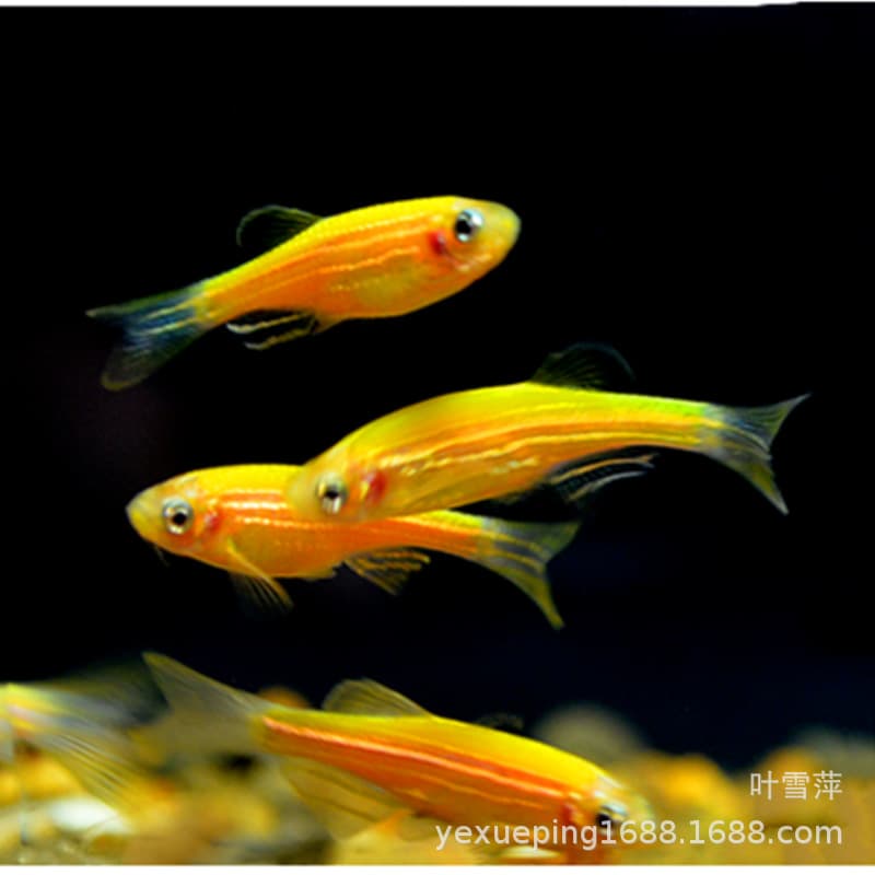 Lemon zebrafish Live Fluorescence Fish Hot Belt Fish Watching Fish Fish Fisheries Special offer to live and support 2