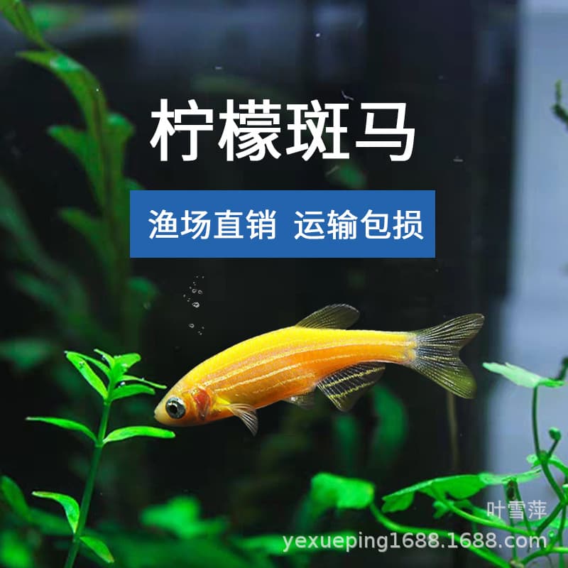 Lemon zebrafish Live Fluorescence Fish Hot Belt Fish Watching Fish Fish Fisheries Special offer to live and support 4