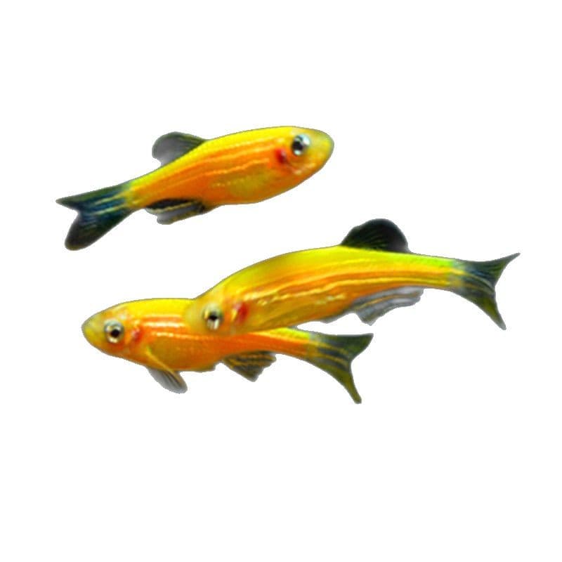 Lemon zebrafish Live Fluorescence Fish Hot Belt Fish Watching Fish Fish Fisheries Special offer to live and support 5