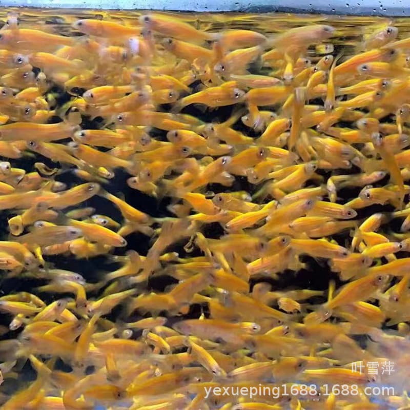 Lemon zebrafish Live Fluorescence Fish Hot Belt Fish Watching Fish Fish Fisheries Special offer to live and support