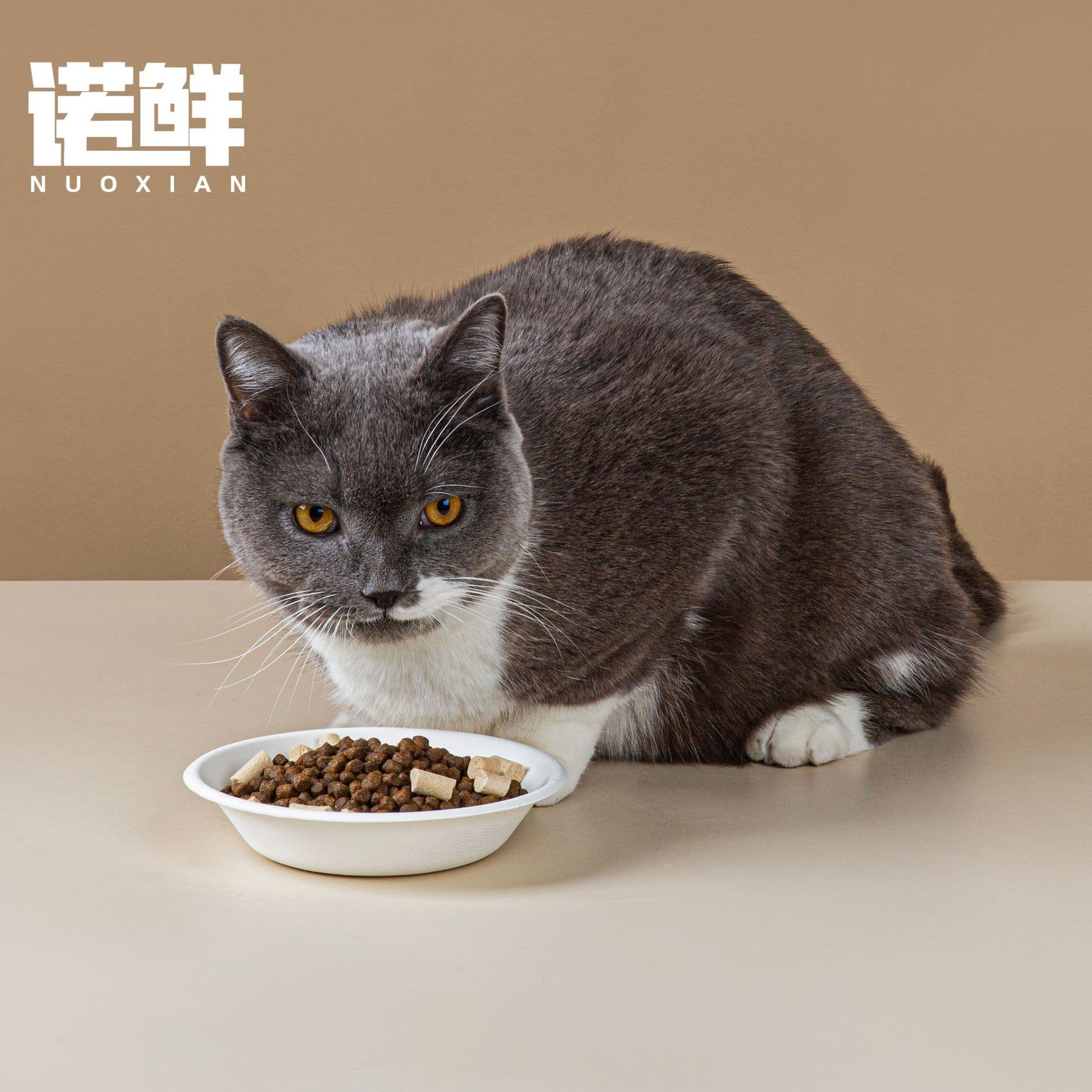 Disposable cat food bowl cat tableware pets Fresh food can derive paper bowl strands of stray cat dog rice bowl thickened 2