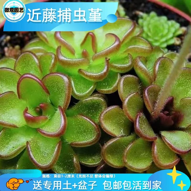 Succulent plants wholesale small meat flowers combination potted meat plant pests and flowers and flowers, various kinds of insects and green plants 3