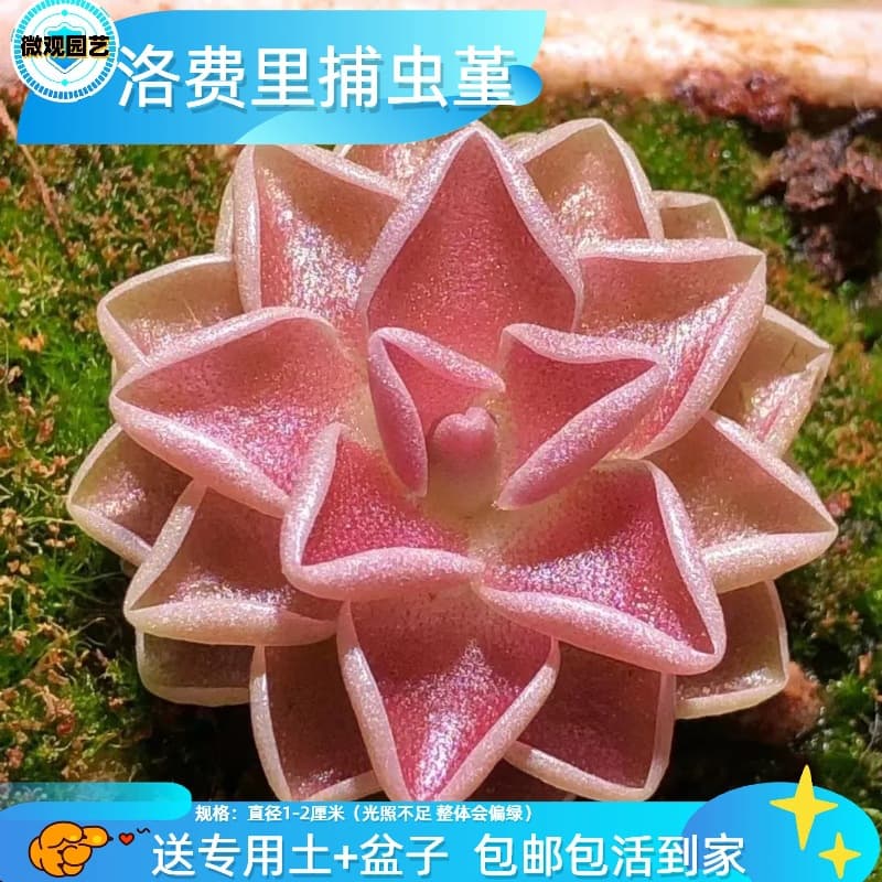 Succulent plants wholesale small meat flowers combination potted meat plant pests and flowers and flowers, various kinds of insects and green plants 4