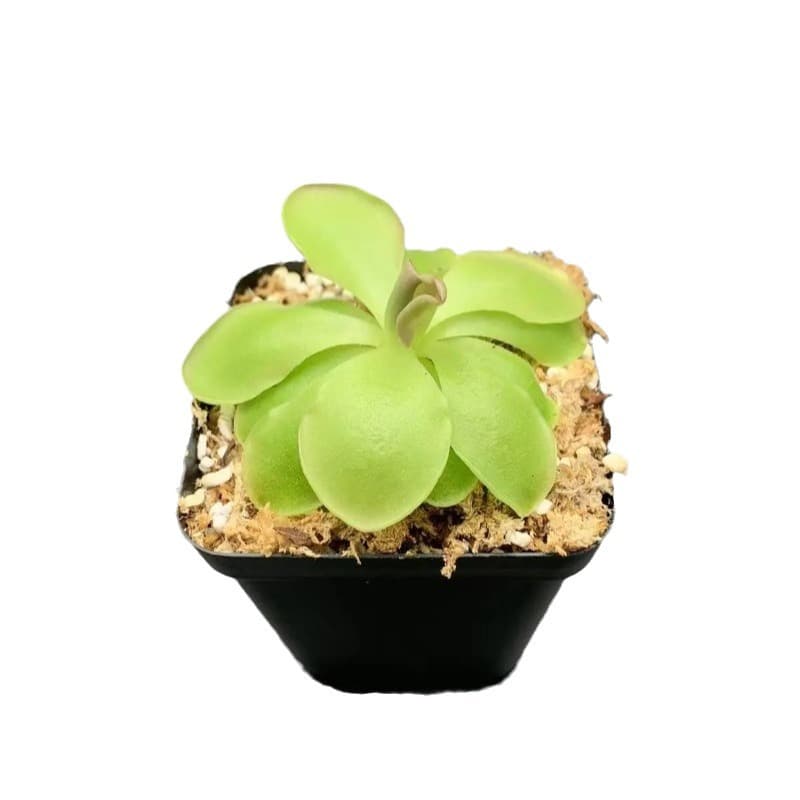 Succulent plants wholesale small meat flowers combination potted meat plant pests and flowers and flowers, various kinds of insects and green plants 5